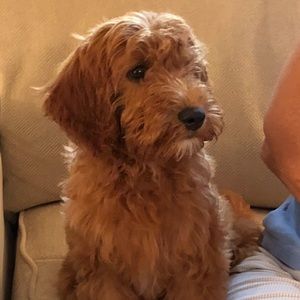 Meet your Posher, Denise